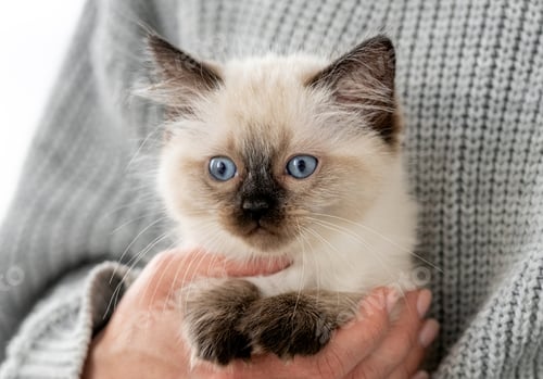 Preview: Ragdoll kitten in the hands of owner