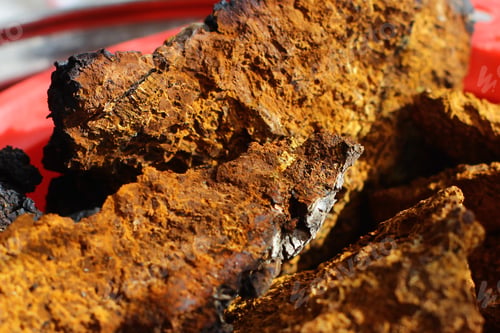 Preview: sliced chaga mushroom birch fungus. Chaga (Inonotus obliquus) - medicinal birch fungus