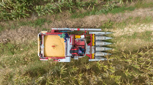 Preview: Farm machines harvesting corn. The entire corn plant is used, no waste. Agricultural