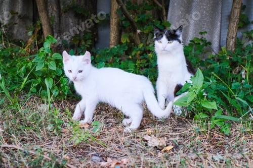 Preview: Funny black and white cats. Countryside and farming. Pets day. Friendship and relationship.