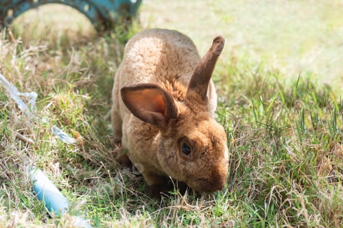 Preview: Small shaggy brown rabbit on grass