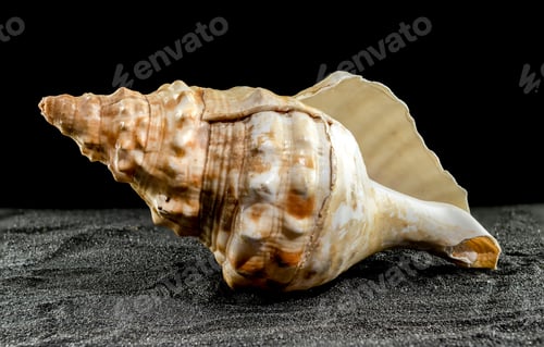 Preview: Pleuroploca trapezium seashell on a dark background