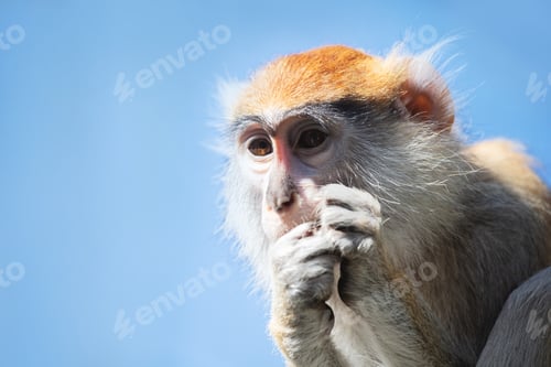 Preview: Patas monkey portrait
