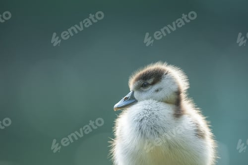 Preview: Closeup of fluffy duckling in a field