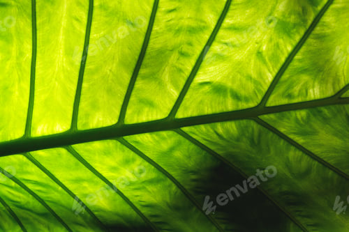 Preview: Close-up of a vibrant green leaf with intricate veins illuminated by sunlight