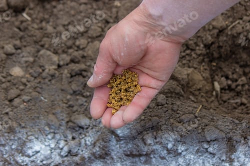 Preview: woman farmer sows beet seeds.