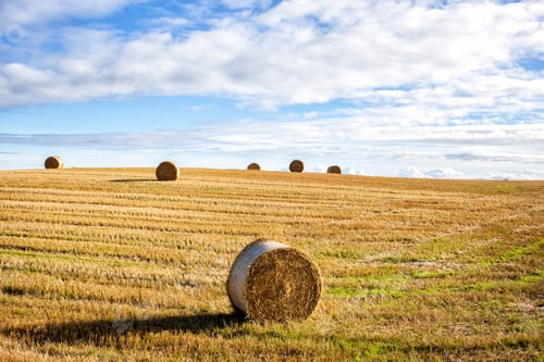 Preview: agricultural field and blue sky