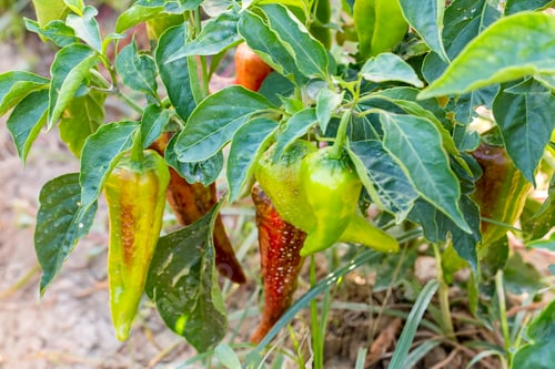 Preview: Green fresh pepper field, agriculture. Natural farm photo.