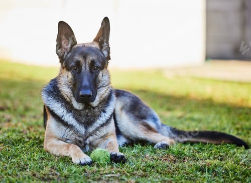 Preview: Full length shot of an adorable German Shepherd lying on the grass outside during a day at home