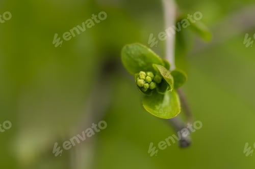 Preview: Closeup of a green tendril on a branch