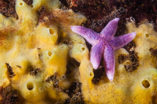 Preview: Macro shot of purple starfish on a sponge underwater in the Baltic sea, Germany
