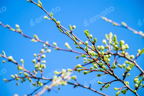 Preview: First buds on trees in the early spring on a blue sky background. Fresh green foliage close up.