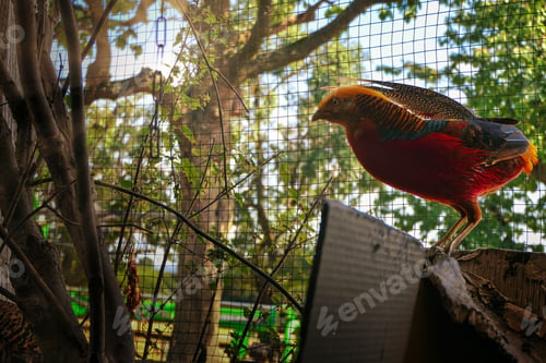 Preview: Small colorful pheasant bird perched atop a wooden fence, illuminated by the warm rays of the sun