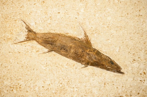 Preview: Fossil of fish with long body