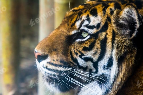 Preview: Bengal tiger