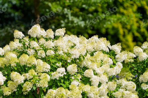 Preview: White Hydrangea Flowers In Full Bloom In A Garden With Green Leaves