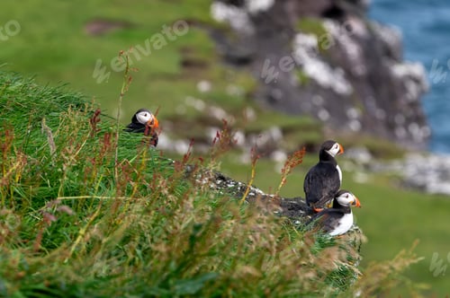 Preview: Atlantic Puffin on Faroe Islands Coastline