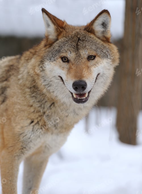 Preview: Gray wolf