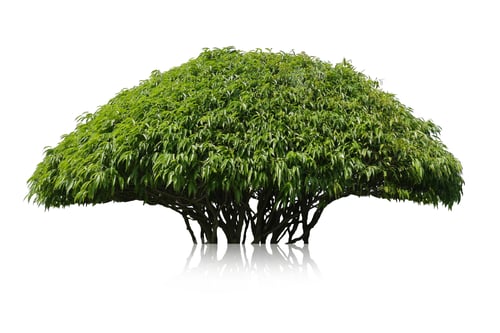 Preview: Green bush isolated on white background.