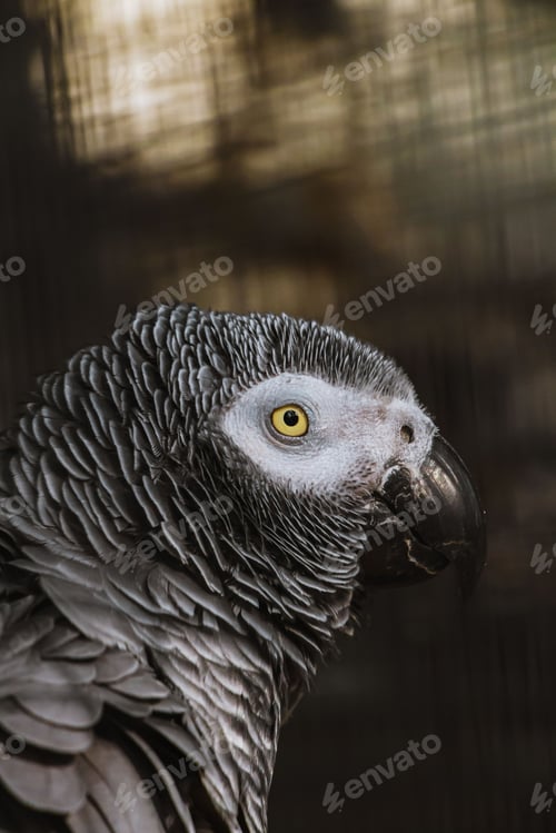 Preview: Grey parrot perched on top of a metal chain link fence
