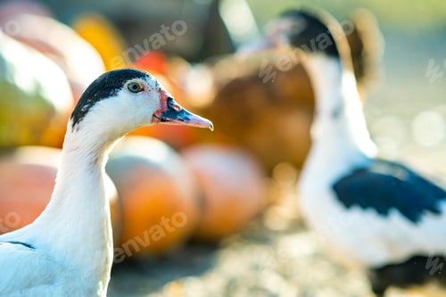Preview: Detail of a duck head. Ducks feed on traditional rural barnyard.