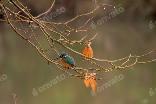 Preview: Close-up shot of a common kingfisher perched on tree twigs on a rainy day