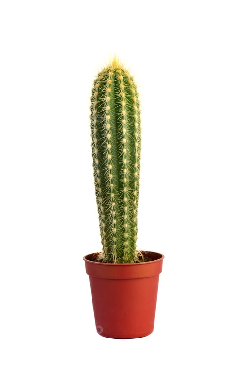 Preview: Cactus.