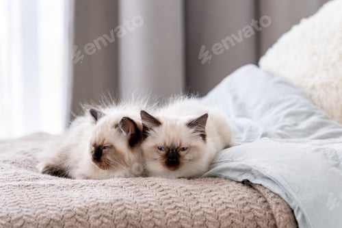 Preview: Kittend Ragdoll sleeping in the bed