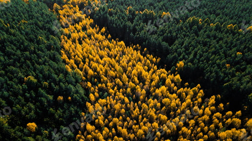 Preview: autumn forest with yellow and green trees. Shooting on drone from above