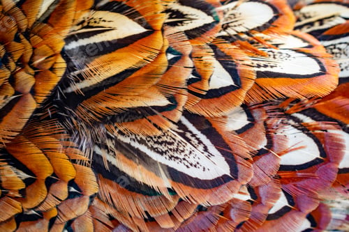 Preview: colored pheasant feathers with a visible texture. background