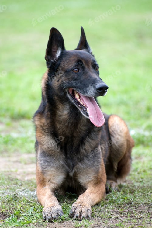 Preview: malinois