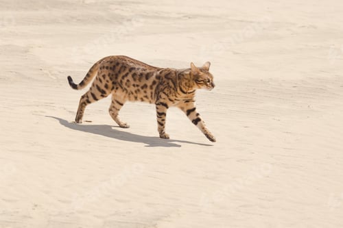 Preview: Animals in Wildlife. Savannah Cat in the Desert