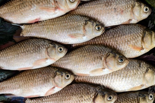 Preview: Live fish (carp). Fresh catch. The top view. Close up