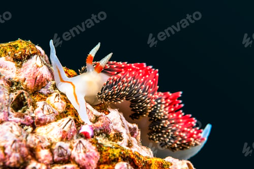 Preview: Red nudibranch snail underwater