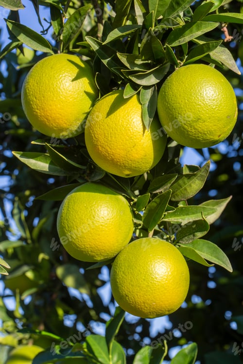 Preview: Orange garden with ripe oranges on tree branches.
