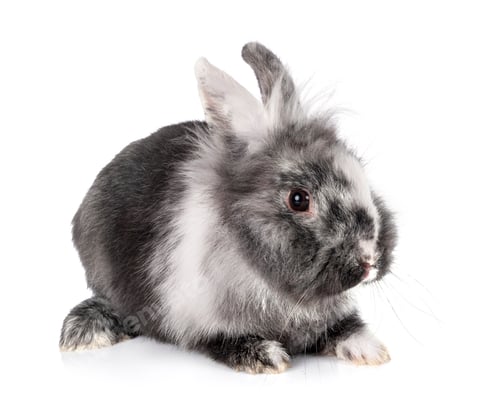 Preview: dwarf rabbit in studio