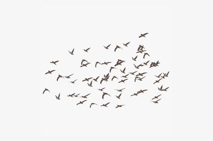 Preview: Ducks in Flight: Large Flock