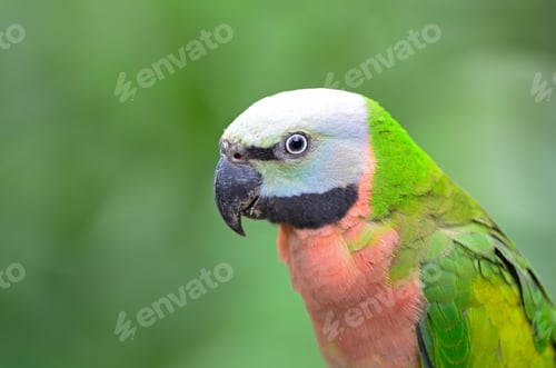 Preview: Red-breasted Parakeet