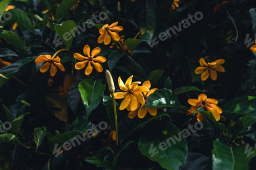 Preview: yellow flowers on rainy in nature