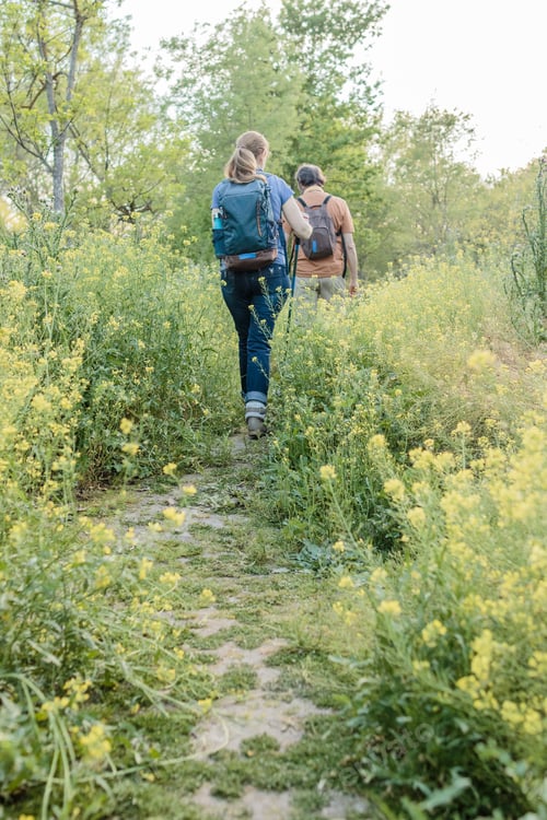 Preview: Hikers walking on path through field of yellow flowers in madrid