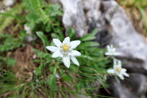 Preview: edelweiss
