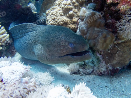 Preview: Moray eel in the coral reef during a dive in Bali