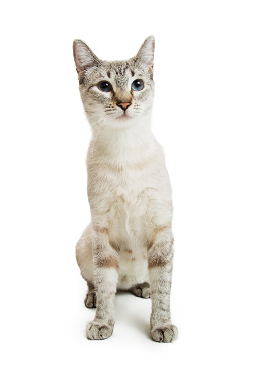 Preview: Pretty White Siamese Cat Sitting on White