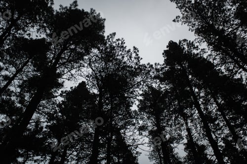 Vista previa: Coniferous forest and blue sky