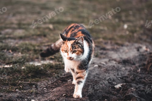 Preview: ginger, black and white cat with the sun in its back, big eyes