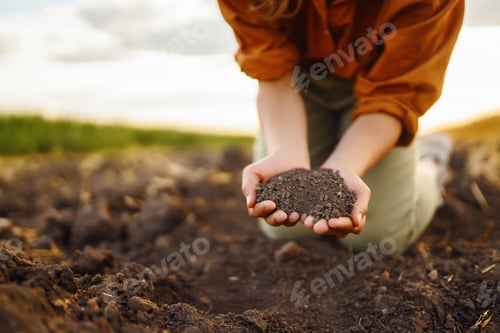 Preview: Expert hand of farmer woman checking soil health before growth seed of vegetable. Gardening concept.
