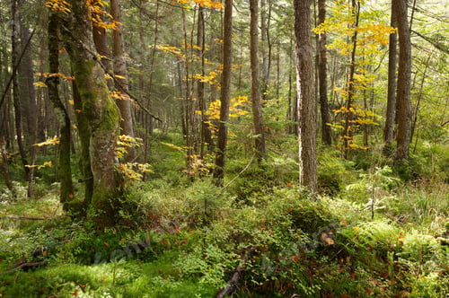 Preview: beautiful green forest with sunlight