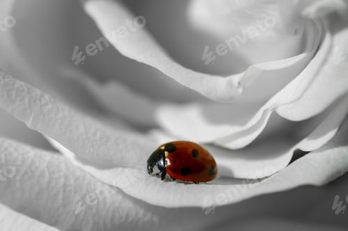 Preview: Ladybug