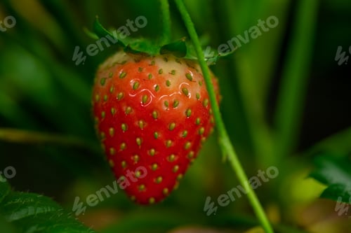 Preview: Ripe red strawberry covered with tiny seeds surrounded by green leaves growing in vertical farm
