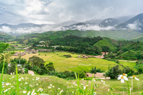 Preview: Beautiful landscape view with rice paddy fields and morning fog in Nan, Thailand